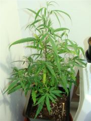 Sativa 01