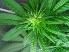 Bud 3