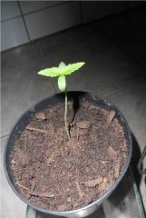 Planta com 5 Dias no vaso