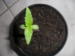 foto tirada agora 25 11 11