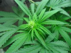 Bud 2