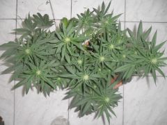Bud 02 03