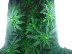 Bud 23 02 12