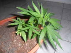 12 01 012