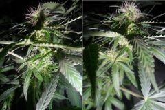 buds 02 03