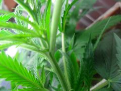 flora 3
