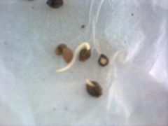 Germinada