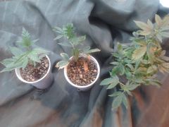 clones prontos para serem transplantados