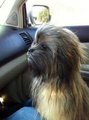 chewbacca Dog