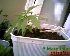 Mary Jane 13-12-11