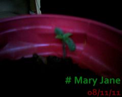 Mary Jane 08-11-11