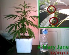 Mary Jane 22/01/12