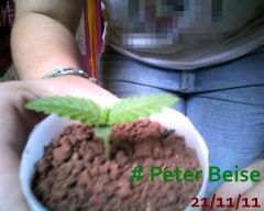 Peter Beise 21-11-11