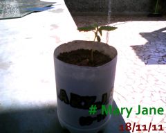 Mary Jane 18-11-11