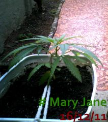 Mary Jane 16/12/11