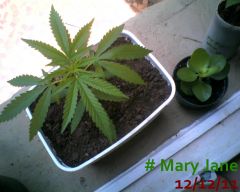 Mary Jane 12-12-11