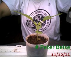 Peter Beise 11-12-11