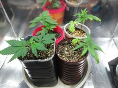 09/03 madres buba kush, orka, skunk#1, northern lights.