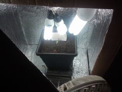 Imagem Interna Growbox