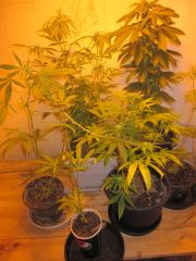 Flora - 2 Clones NH, Skunk #1, Orange, Mazar