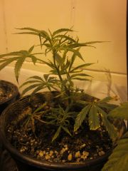 Clone Orange Sativa