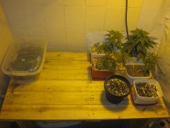 Grow Update