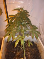 Orange Bud 2 - 40 dias