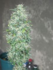 Orange Top Bud Manicurado