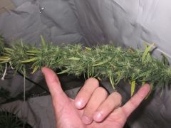 Top Bud NPP - 11a. semana