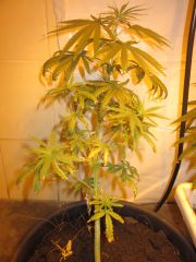 Orange Bud 1 - 45 dias = com severas dificuldades