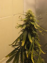 Top Bud Orange - 7 semana Flora