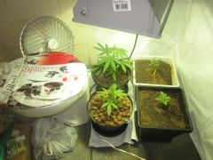 Growroom