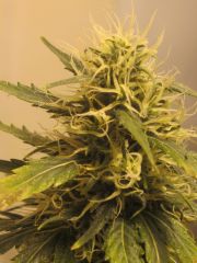 Close Top Bud Orange - 7 semana Flora