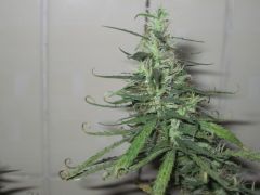 Bud Tricomizado NPP - 11a. semana