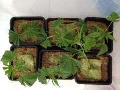 clones 30 4   9h (2)