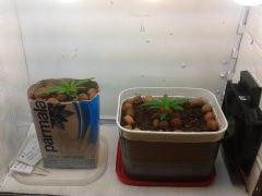 26.02 - Visão Geral do Grow - Plantas