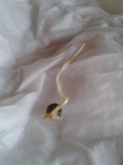 2ª Prenseed Germinada