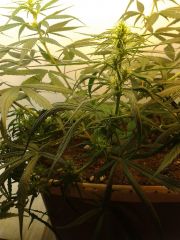 12.04 - P1 - Top Bud