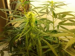 08/04 - P1 - Top Bud