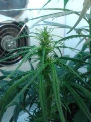 07.04 - P1 - Top Bud