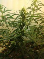 18.04 - P1 - Top Bud