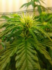 29.06 - KP#2 - Zoom Bud