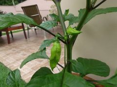 Bhut Jolokia