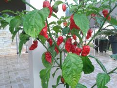 Bhut Jolokia