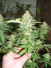 Northern - (CBD Seeds)