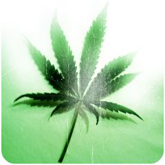 Cannabis Medical