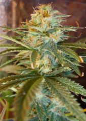 MallorcaGold - Mallorca Seeds - Hippersemillas GV