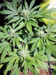 Northern - (CBD Seeds)