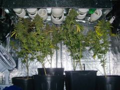 7ªsemana grow 001