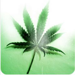 medical cannabis